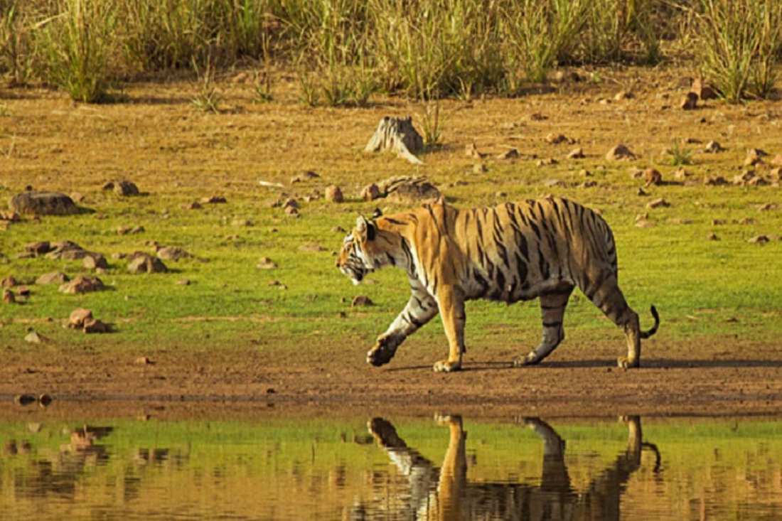 Bardia Wildlife Safari